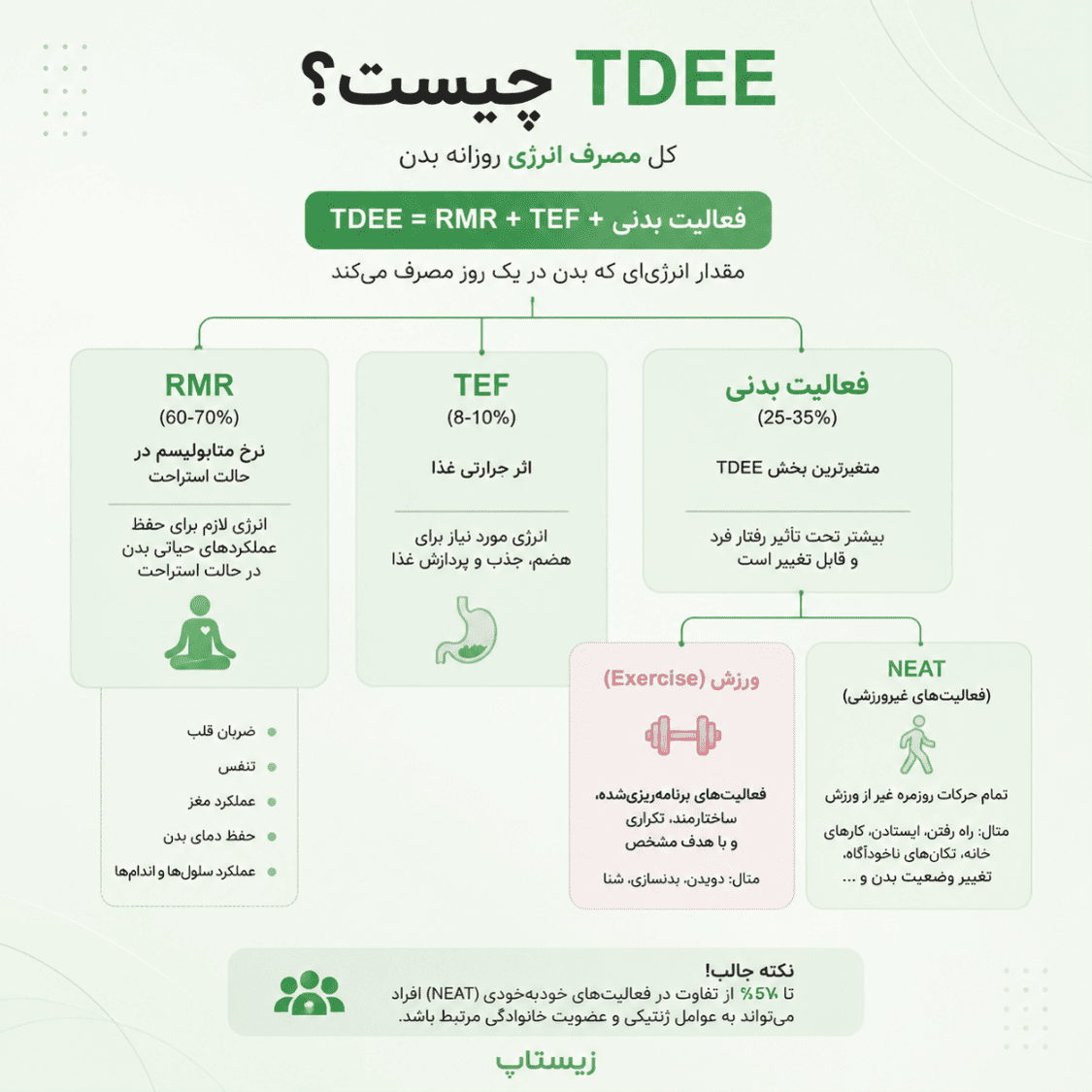 آیا افزایش عضله راهکار نهایی برای سوزاندن کالری است؟